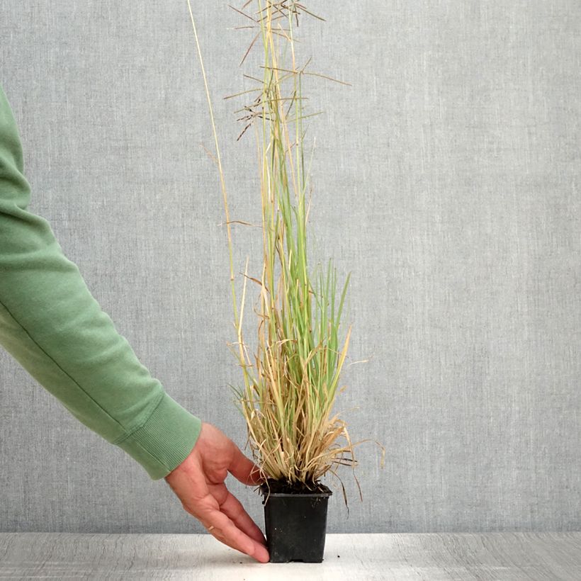 Spécimen de Chloris virgata - Herbe à plumes de Rhodes Godet de 8/9 cm tel que livré en été