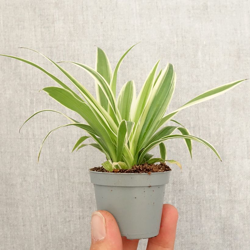 Spécimen de Chlorophytum Irish - Plante araignée  Mini-plante tel que livré au printemps