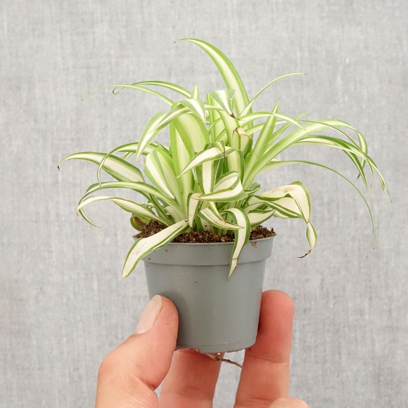 Spécimen de Chlorophytum Variegatum - Plante araignée panachée Mini-plante tel que livré au printemps