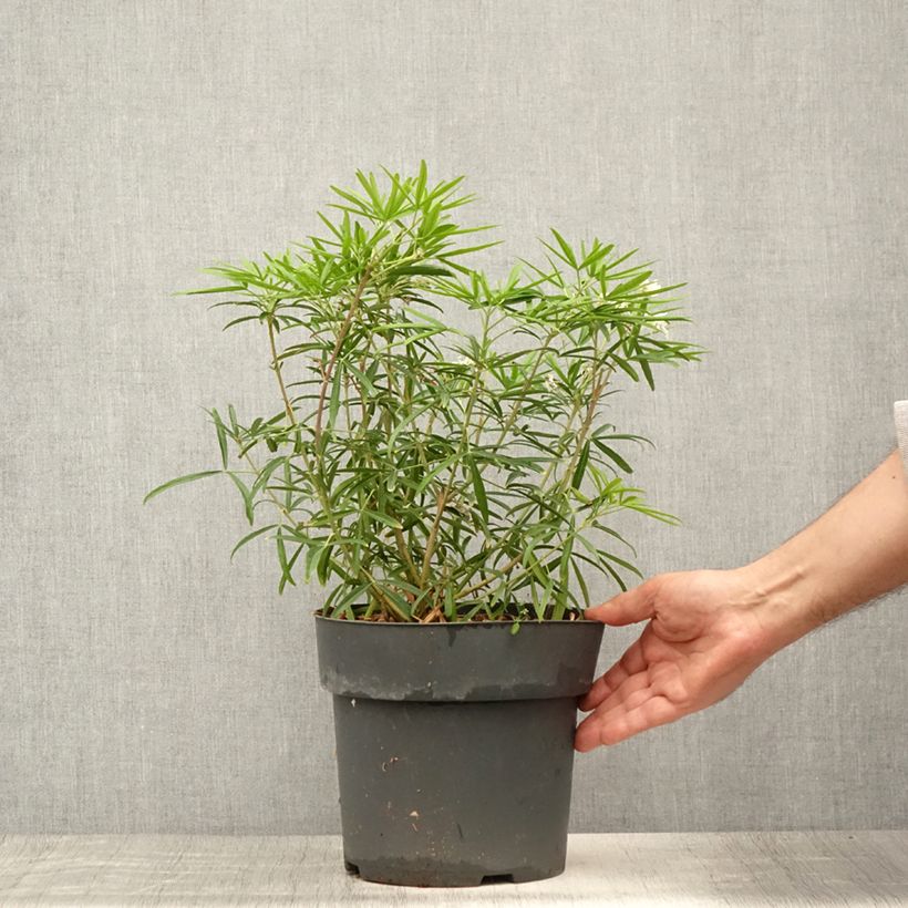 Spécimen de Choisya Aztec Pearl - Oranger du Mexique Pot de 4L/5L tel que livré en été