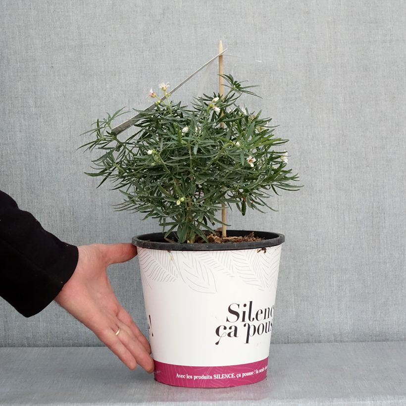 Spécimen de Choisya Little Bee - Oranger du Mexique Pot de 4L/5L tel que livré en hiver