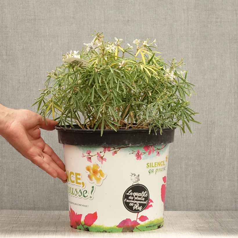 Spécimen de Choisya Little Bee - Oranger du Mexique Pot de 4L/5L tel que livré en été