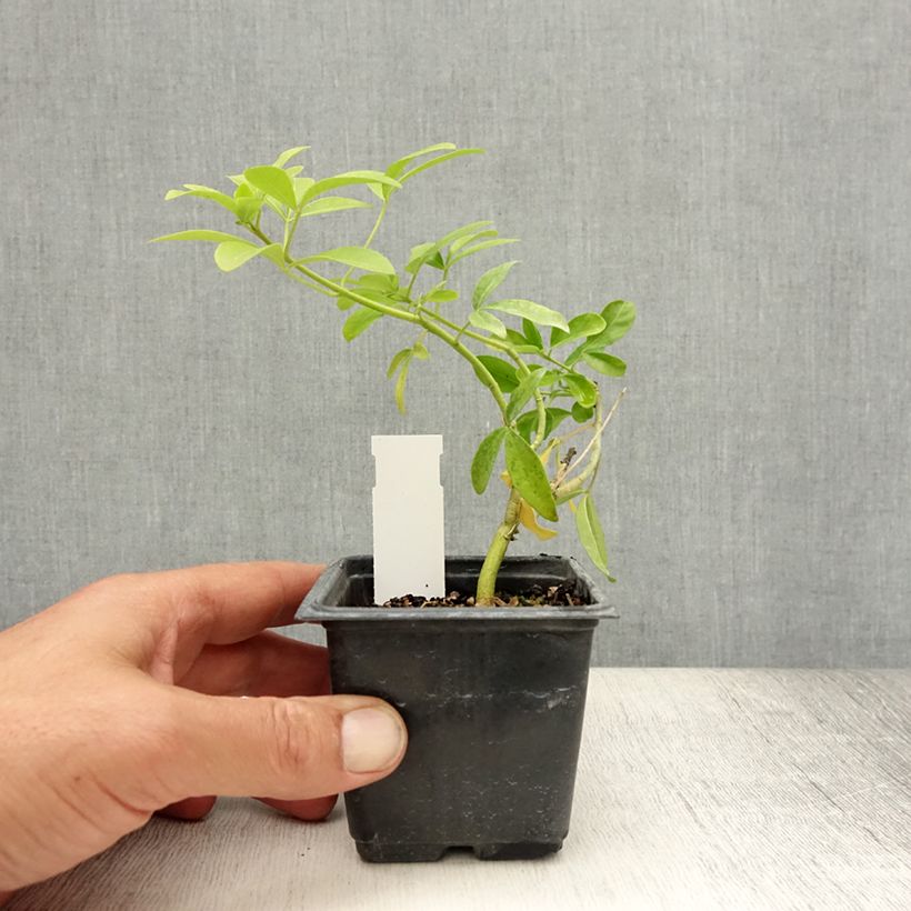 Spécimen de Choisya ternata Sundance - Oranger du Mexique Godet de 8/9 cm tel que livré en été