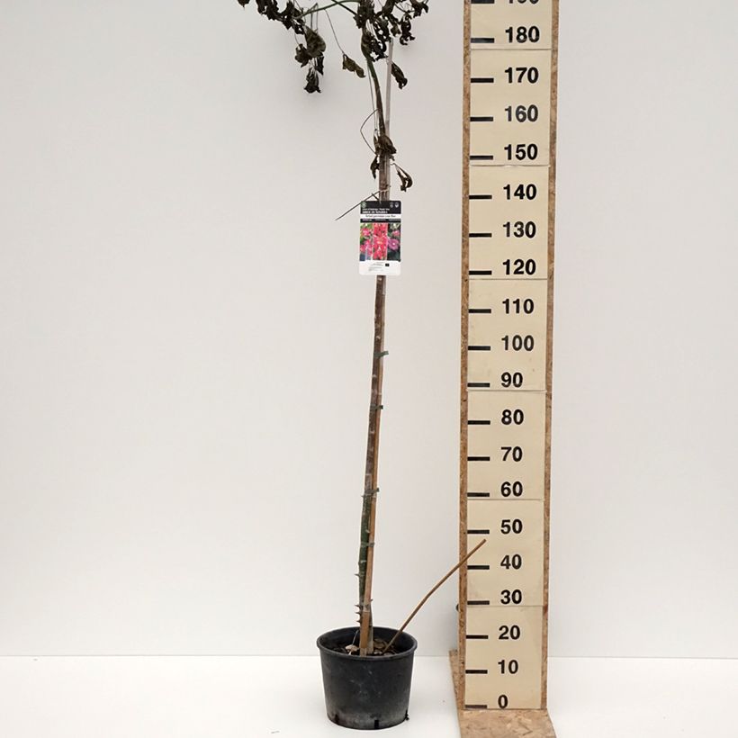 Spécimen de Chorisia ou Ceiba speciosa - Faux Kapokier, Arbre bouteille Pot de 7,5L/10L tel que livré en hiver
