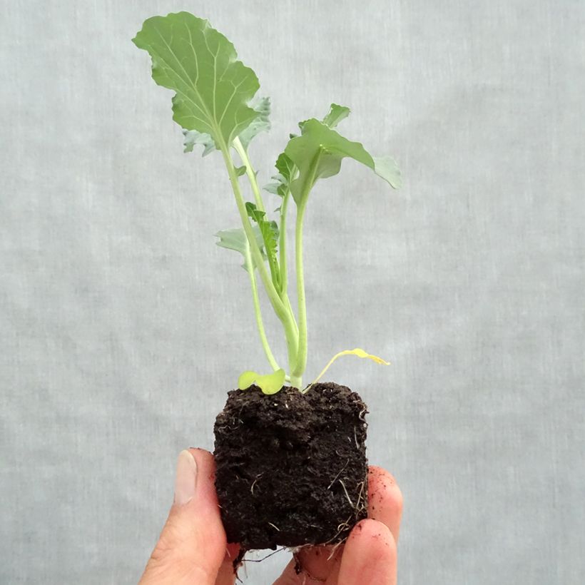 Spécimen de Chou Brocoli Marathon F1 en plants Mini-motte Ø 3/4 cm, Livré en hauteur de 5 à 10 cm tel que livré au printemps