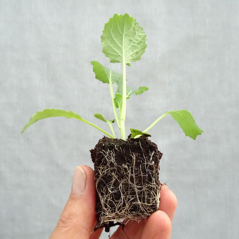 Spécimen de Chou de Milan Manon F1 en plants Mini-motte Ø 3/4 cm, Livré en hauteur de 5 à 10 cm tel que livré au printemps