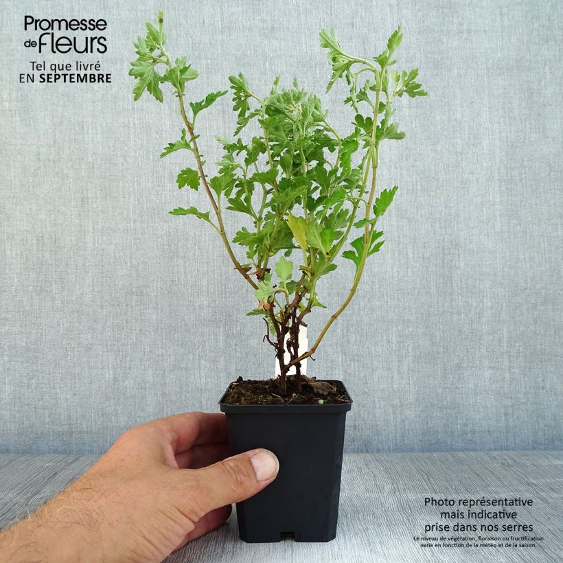 Spécimen de Chrysanthème des jardins Anastasia - Dendranthema x indicum - godet 8/9cm tel que livré en automne