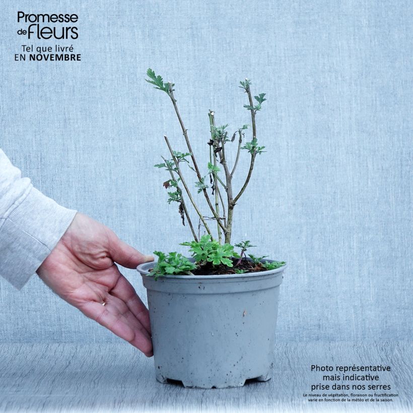 Spécimen de Chrysanthème des jardins Bienchen - Chrysanthemum indicum Pot de 2L/3L tel que livré en automne