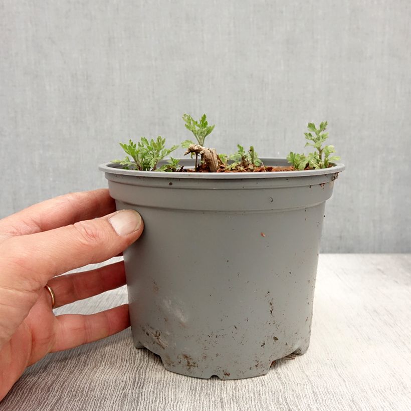 Spécimen de Chrysanthème des jardins Bienchen - Chrysanthemum indicum - Pot de 2L/3L tel que livré au printemps