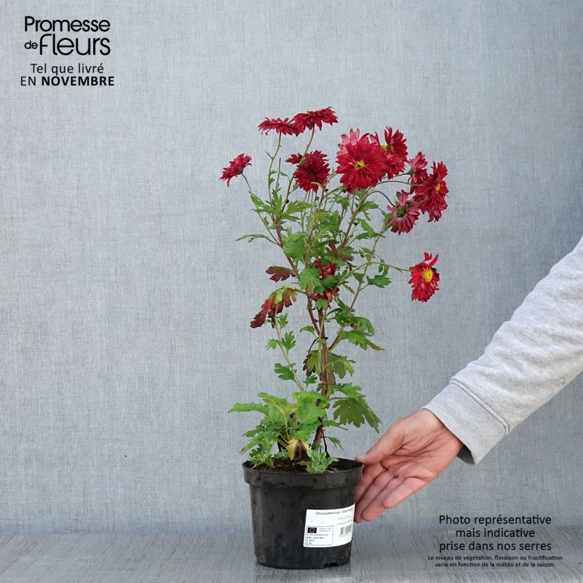 Spécimen de Chrysanthème des jardins Cedie Mason - Chrysanthemum (x) indicum Pot de 2L/3L tel que livré en automne