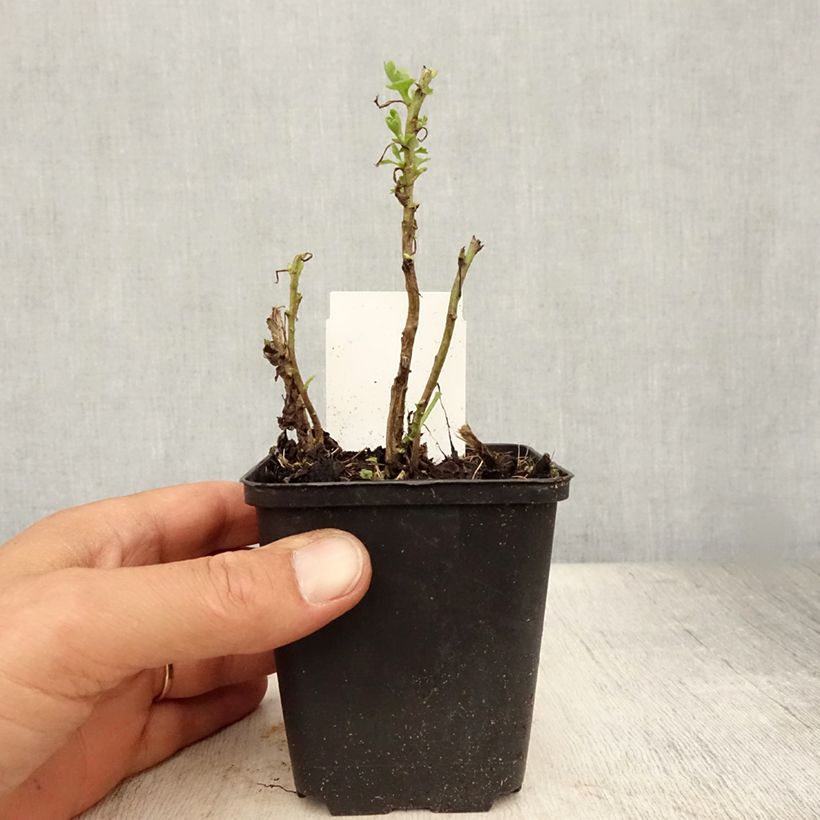 Spécimen de Chrysanthème des jardins Citronella - Chrysanthemum indicum Godet de 8/9 cm tel que livré en été