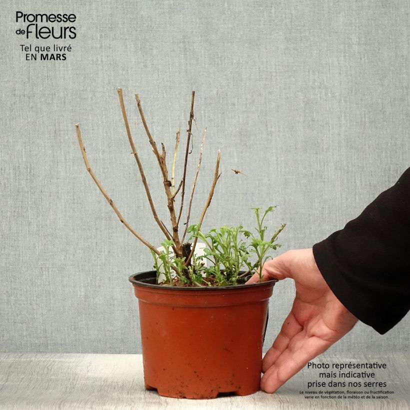 Spécimen de Chrysanthème des jardins Cottage Apricot - Chrysanthemum indicum - Pot de 2L/3L tel que livré au printemps