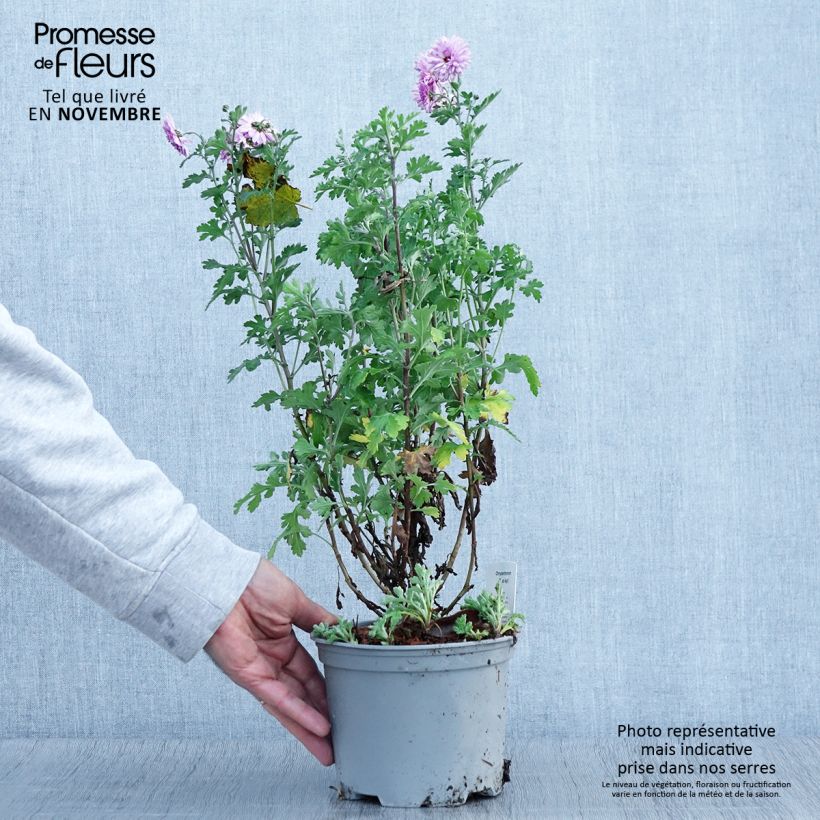 Spécimen de Chrysanthème des jardins Mei Kyo - Chrysanthemum indicum Pot de 2L/3L tel que livré en automne