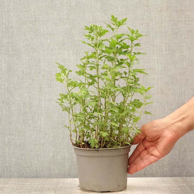 Spécimen de Chrysanthème des jardins Nantyderry Sunshine - Chrysanthemum Pot de 2L/3L tel que livré en été