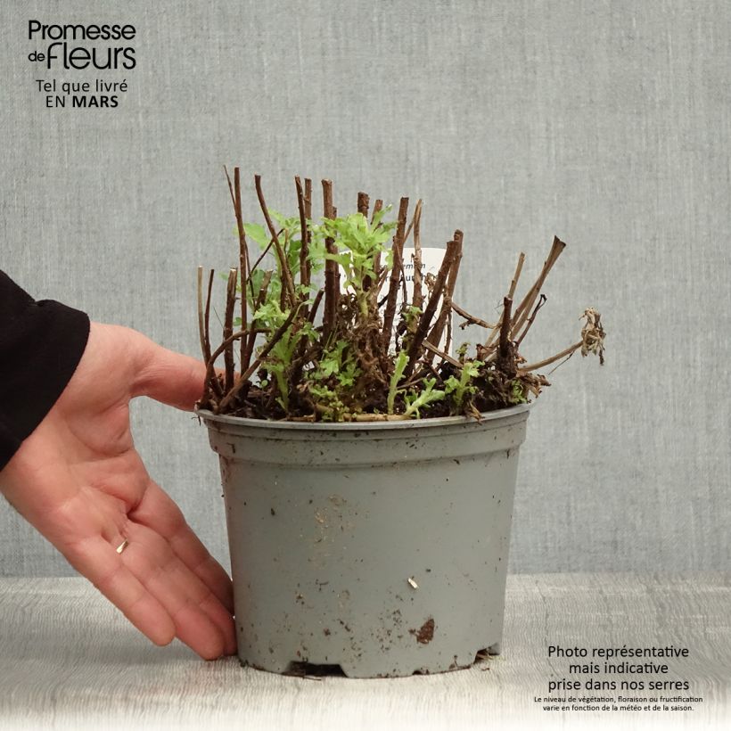 Spécimen de Chrysanthème des jardins Nantyderry Sunshine - Chrysanthemum - Pot de 2L/3L tel que livré au printemps