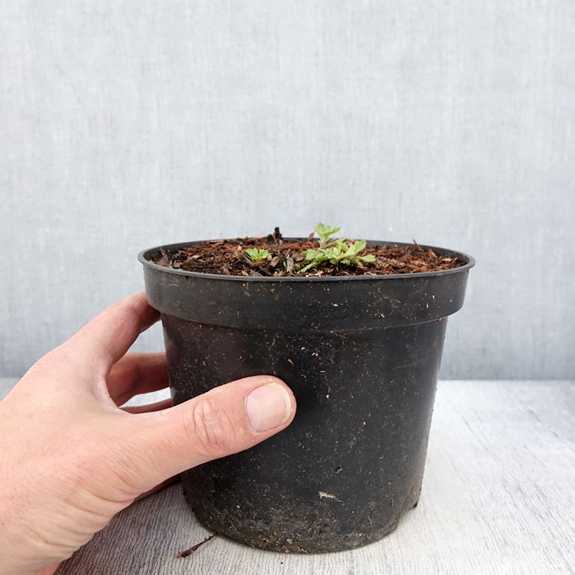 Spécimen de Chrysanthème des jardins Nebelrose - Chrysanthemum indicum - Pot de 2L/3L tel que livré au printemps