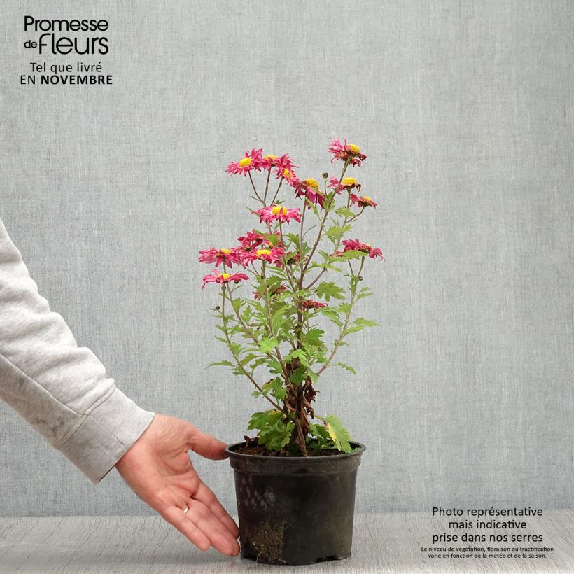 Spécimen de Chrysanthème des jardins Oury - Chrysanthemum indicum Pot de 2L/3L tel que livré en automne