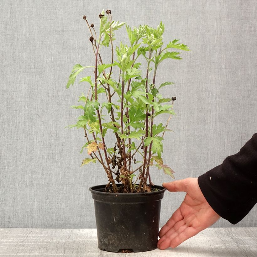 Spécimen de Chrysanthème des jardins Oury - Chrysanthemum indicum - Pot de 2L/3L tel que livré au printemps