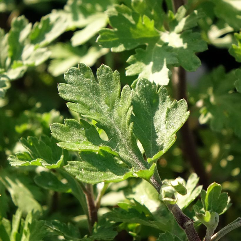 Chrysanthème des jardins Rehauge - Chrysanthemum indicum (Feuillage)