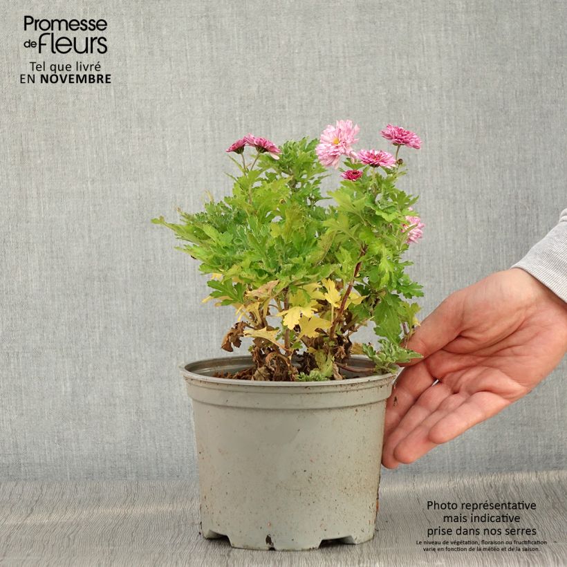 Spécimen de Chrysanthème des jardins Rehauge - Chrysanthemum indicum Pot de 2L/3L tel que livré en automne