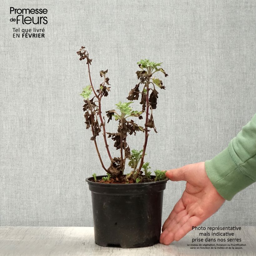 Spécimen de Chrysanthème des jardins Rehauge - Chrysanthemum indicum - Pot de 2L/3L tel que livré en hiver