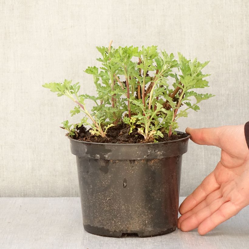 Spécimen de Chrysanthème des jardins Rotes Julchen - Chrysanthemum  - Pot de 2L/3L tel que livré au printemps