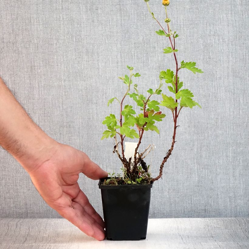 Spécimen de Chrysanthème rubellum Dernier Soleil - Marguerite d'automne. Godet de 8/9 cm tel que livré en été