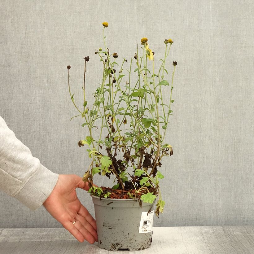 Spécimen de Chrysanthème rubellum Dernier Soleil - Marguerite d'automne. Pot de 2L/3L tel que livré en automne