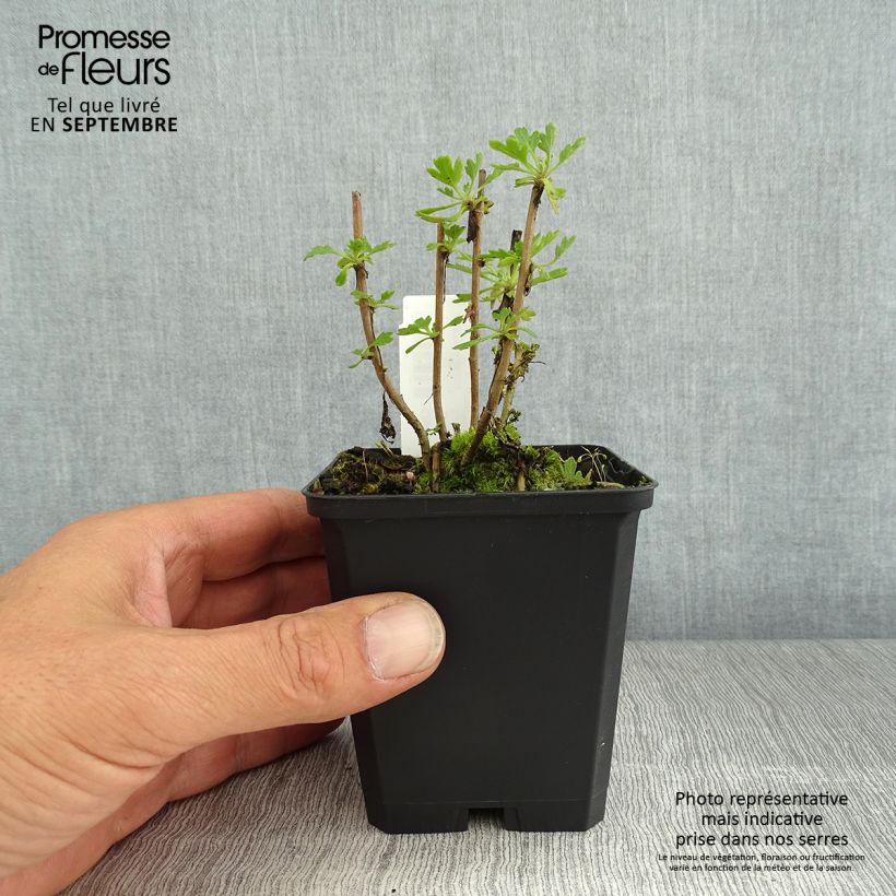 Spécimen de Chrysanthème rubellum Duchess of Edinburgh - Marguerite d'automne Godet de 8/9 cm tel que livré en été