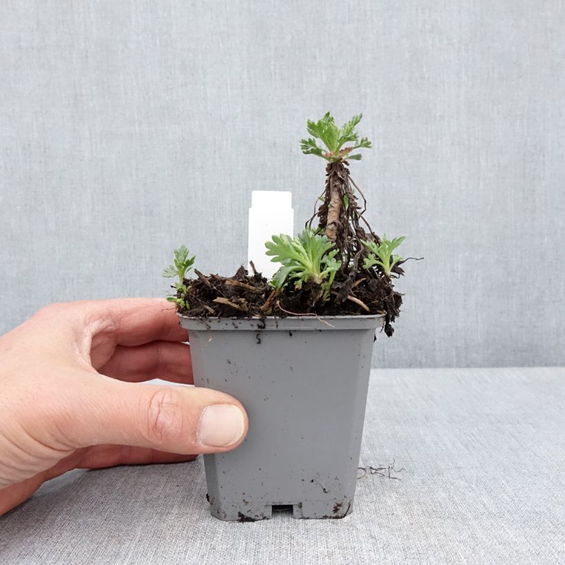 Spécimen de Chrysanthemum arcticum Roseum, Marguerite Godet de 9cm tel que livré au printemps