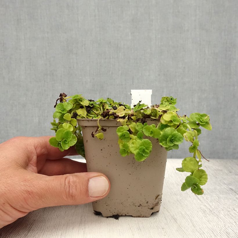 Spécimen de Chrysosplenium oppositifolium, Dorine Godet de 8/9 cm tel que livré en été