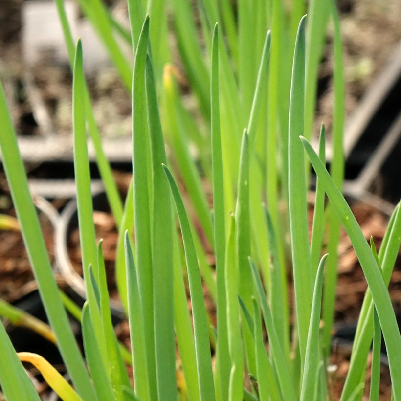 Ciboule ou Cive - Allium fistulosum (Feuillage)