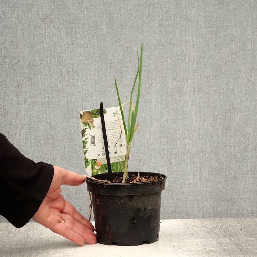 Spécimen de Ciboule ou Cive - Allium fistulosum Pot de 1,5L/2L tel que livré en été