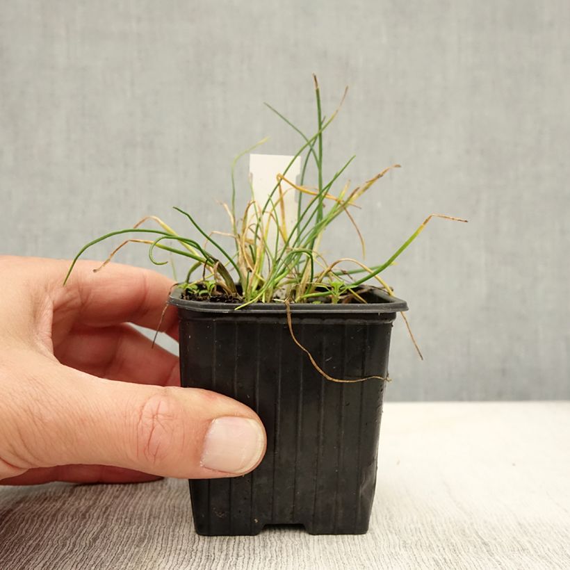 Spécimen de Ciboulette - Allium schoenoprasum Corsican White Godet de 8/9 cm tel que livré en automne