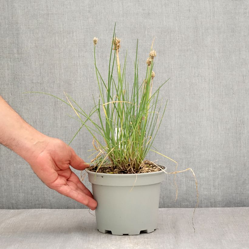 Spécimen de Ciboulette - Civette en plant BIO Pot de 2L/3L tel que livré en été