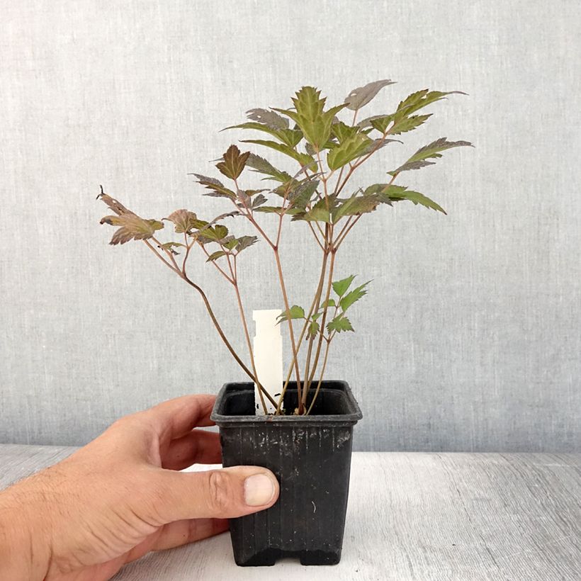 Spécimen de Cierge d'argent - Actaea hybride Queen of Sheba Godet de 8/9 cm tel que livré en été