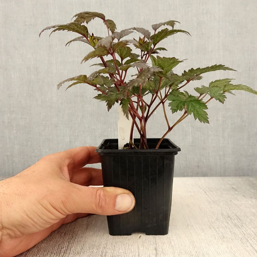 Spécimen de Cierge d'argent - Actaea hybride Queen of Sheba - Godet de 8/9 cm tel que livré au printemps
