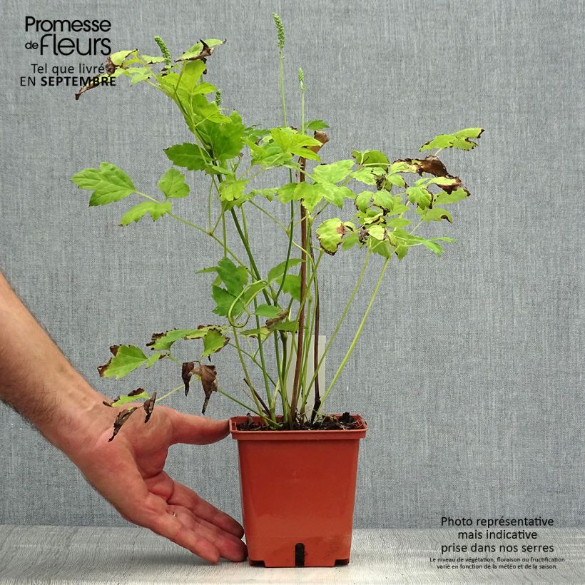 Spécimen de Cierge d'argent, Cimicifuga, Actaea matsumurae White Pearl Pot de 1,5L/2L tel que livré en automne