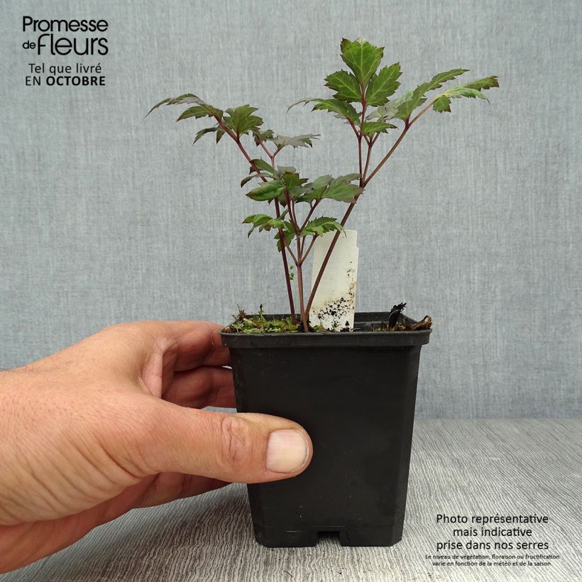 Spécimen de Cierge d'argent - Cimicifuga, Actaea simplex Atropurpurea Godet de 8/9 cm tel que livré en automne