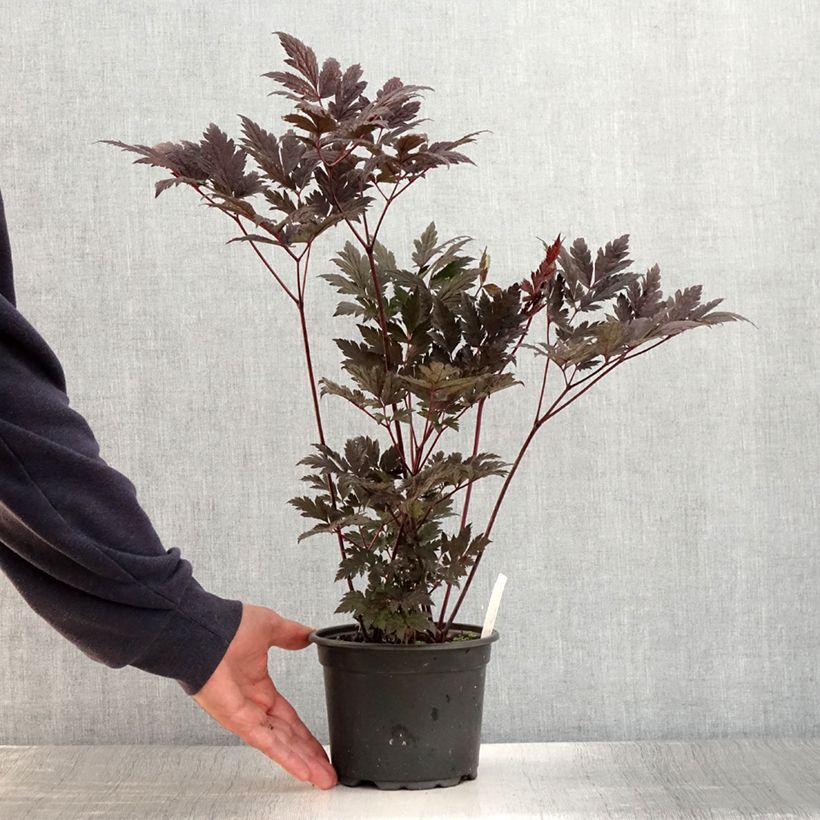 Spécimen de Cierge d'argent - Cimicifuga, Actaea simplex Atropurpurea Pot de 2L/3L tel que livré en été