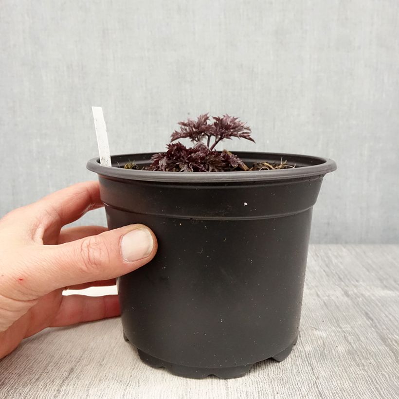 Spécimen de Cierge d'argent - Cimicifuga, Actaea simplex Atropurpurea en pot de 2/3L tel que livré au printemps