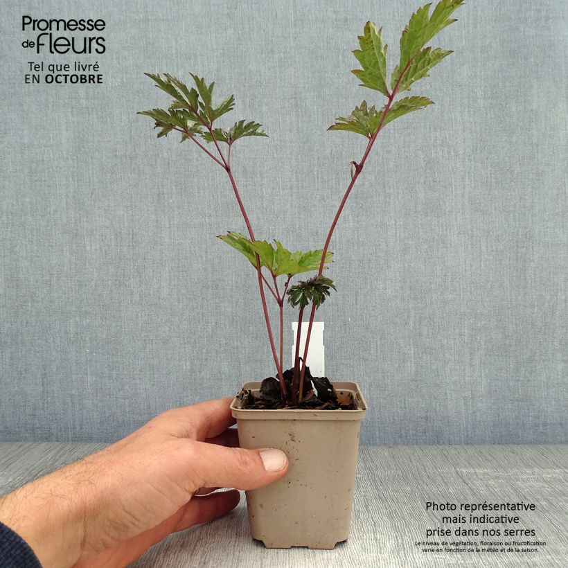 Spécimen de Cierge d'argent, Cimicifuga, Actaea simplex Brunette Godet de 8/9 cm tel que livré en automne
