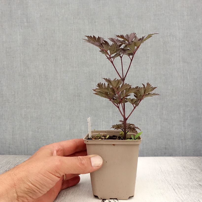 Spécimen de Cierge d'argent - Cimicifuga, Actaea simplex Chocoholic Godet de 8/9 cm tel que livré en été