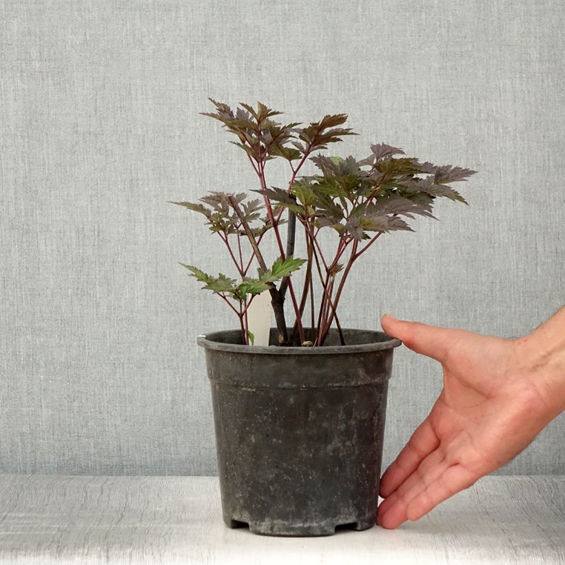 Spécimen de Cierge d'argent - Cimicifuga, Actaea simplex Chocoholic Pot de 2L/3L tel que livré en été