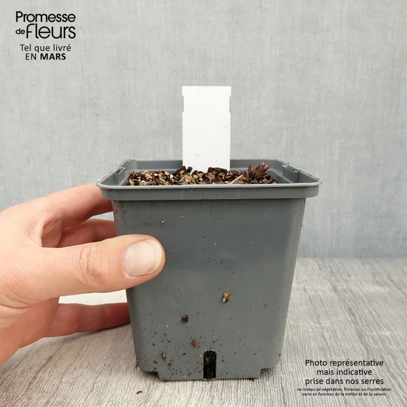 Spécimen de Cimicifuga Carbonella - Actaea simplex - pot de 1L/1.5L tel que livré au printemps