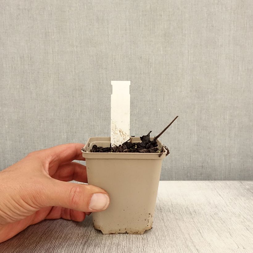Spécimen de Cimicifuga James Compton - Actaea simplex Godet de 8/9 cm tel que livré en automne
