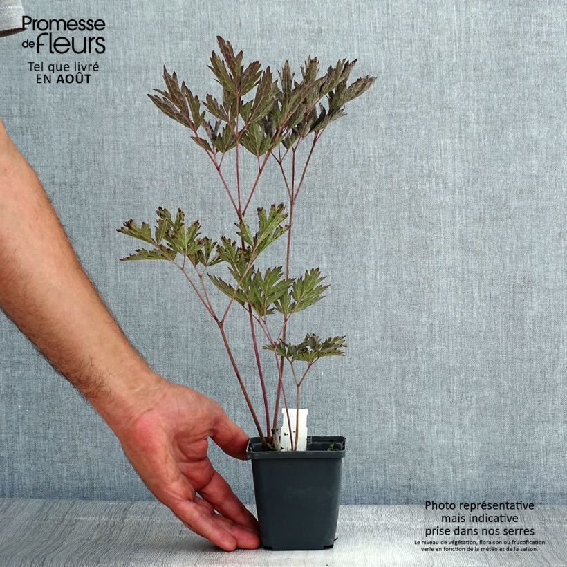 Spécimen de Cimicifuga James Compton - Actaea simplex Godet de 8/9 cm tel que livré en été
