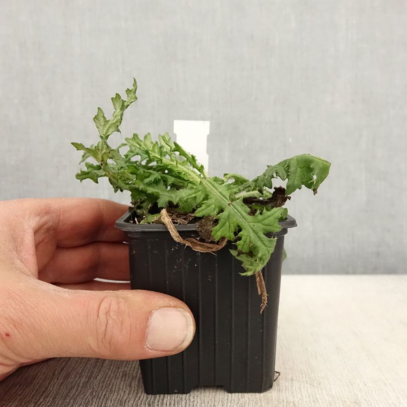 Spécimen de Cirsium japonicum Rose Beauty - Cirse du Japon Godet de 9cm tel que livré au printemps