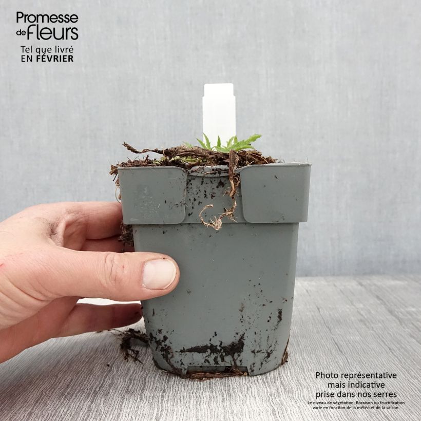 Spécimen de Cirsium rivulare Atropurpureum - Cirse des rives Pot de 2L/3L tel que livré en hiver