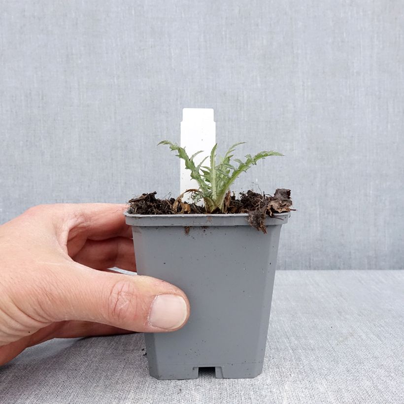 Spécimen de Cirsium rivulare Trevors Blue Wonder - Cirse des rives - Godet de 8/9 cm tel que livré au printemps